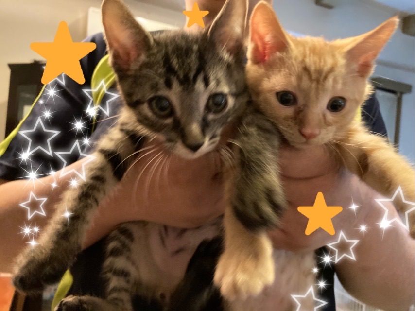 飼い猫、麦(キジトラ)と茶茶(茶トラ)の写真